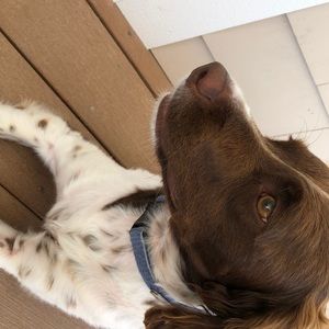 Meet your Posher, Frank